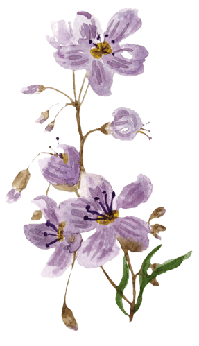 2025 Spring Appeal Flower 2025 Spring Appeal Flower