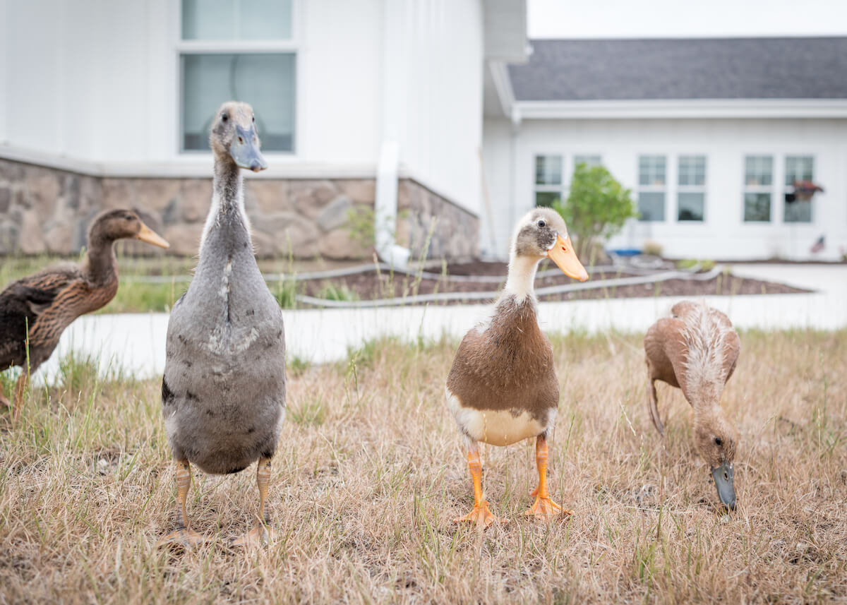 family of ducks outside building