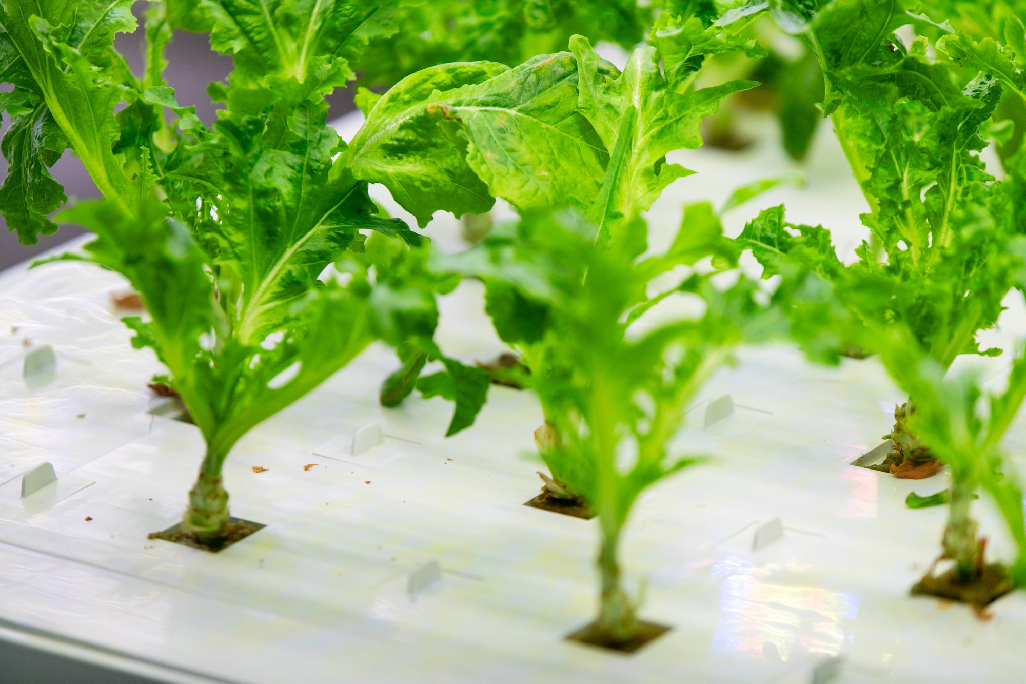 A closeup of a hydroponic growing pan