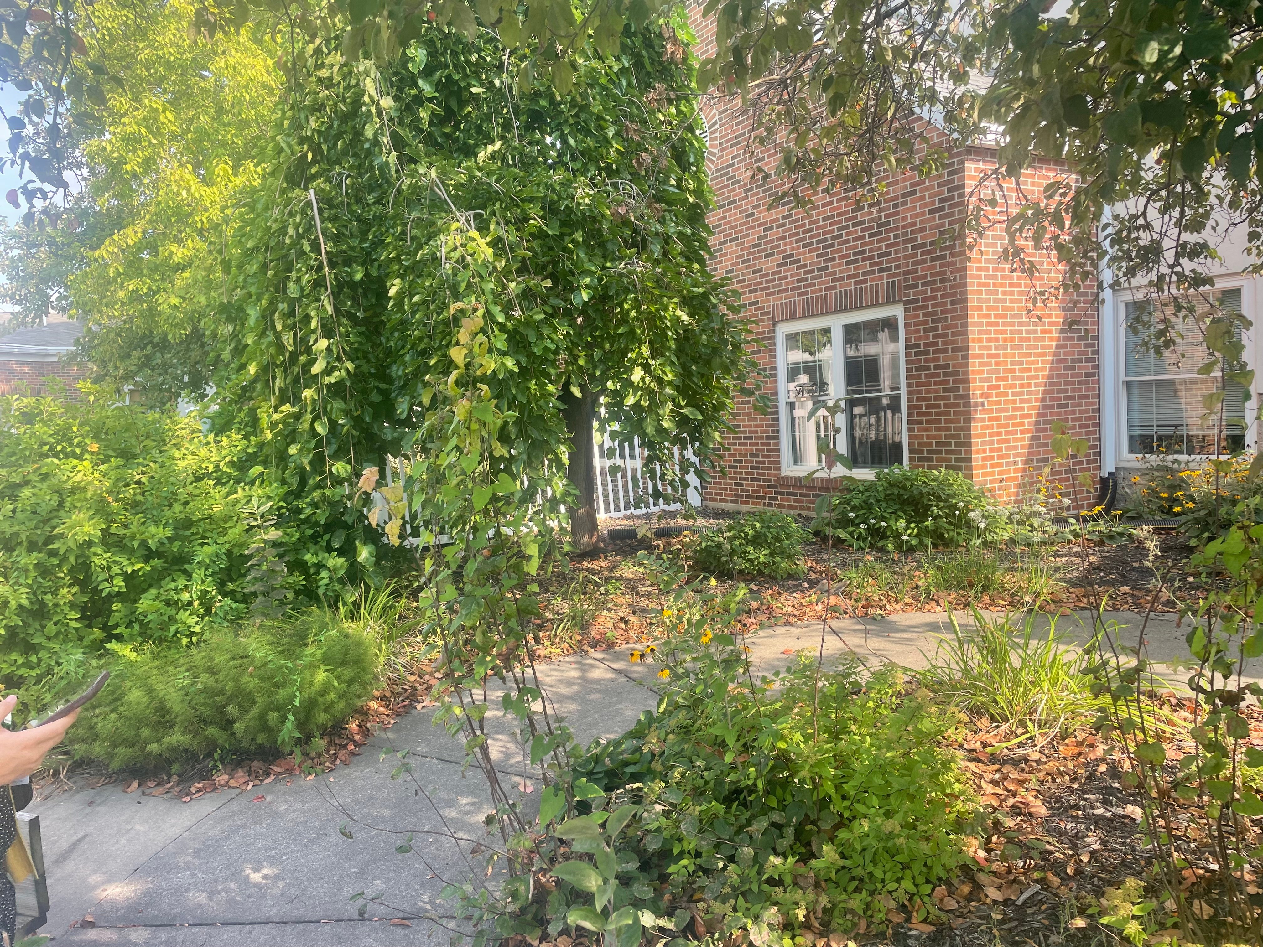 PCMC - Outdoor Patio NW View - Before