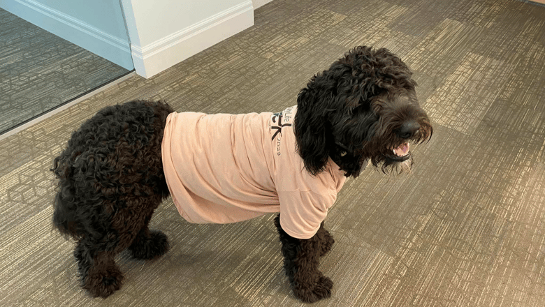 A small brown dog wearing a WesleyLife t-shirt