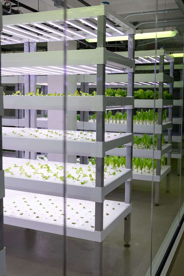 seedlings inside hydroponic greenhouse