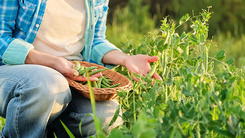 harvesting vegetables