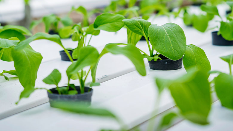 seedlings in nursery