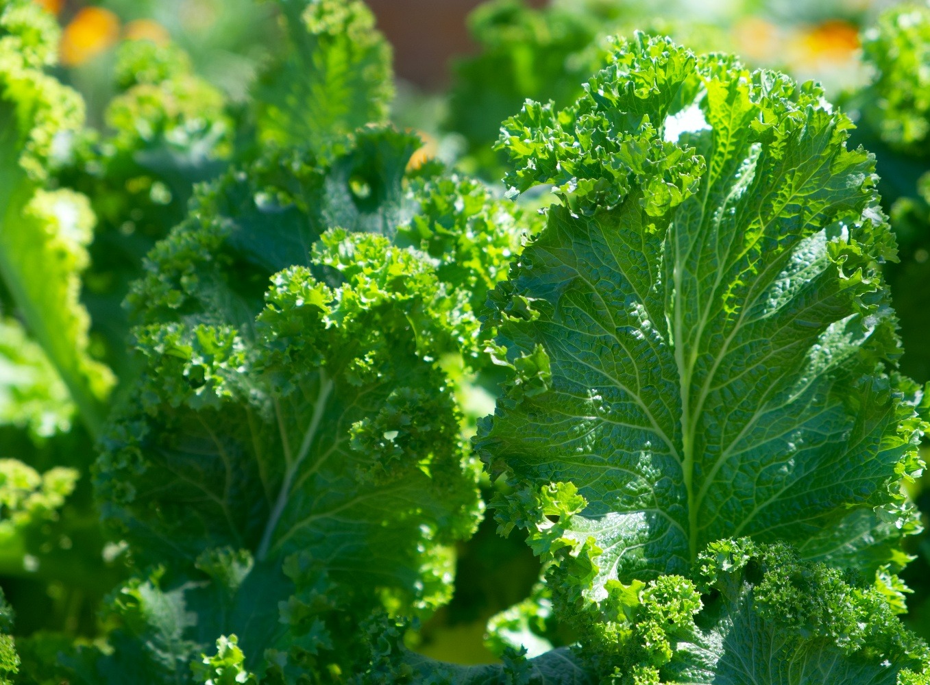 closeup of leafy green vegetables